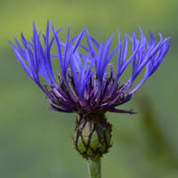 Wildflower Greater Knapweed